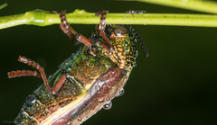 Sternocera