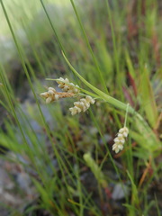 Media resource of Carex garberi