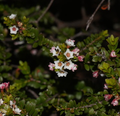 Thryptomene calycina