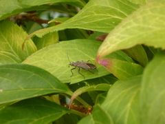 Boisea rubrolineata