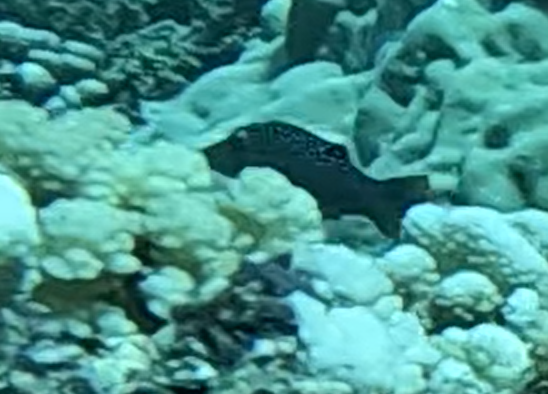 Spider-eye puffer