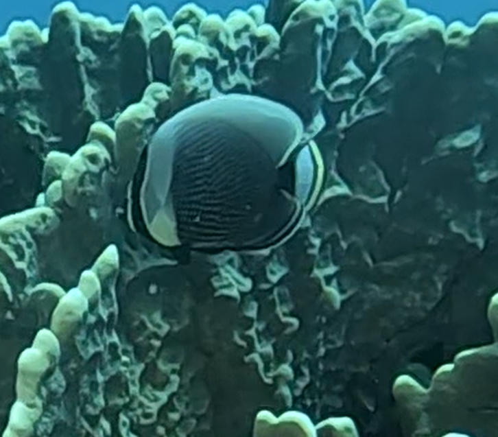Black Butterflyfish