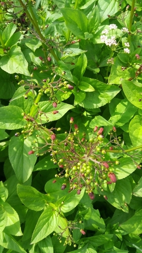 Scrophularia alata iNat (2)
