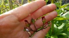 Scrophularia grayana