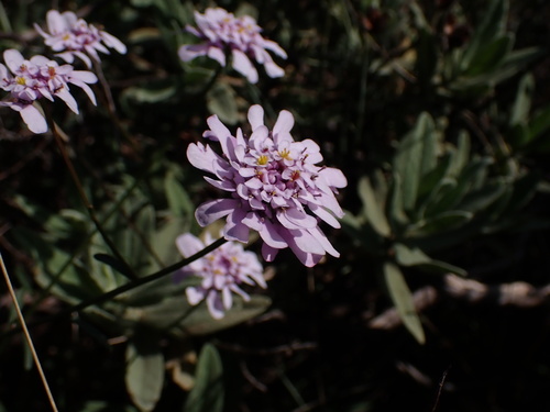 Image of Iberis linifolia by (c) Fabien Piednoir, some rights reserved (CC BY-SA)