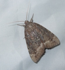Catocala residua
