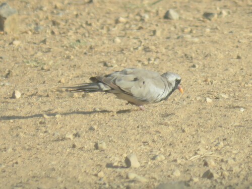 Mainland Namaqua Dove