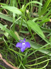 Lobelia erinus
