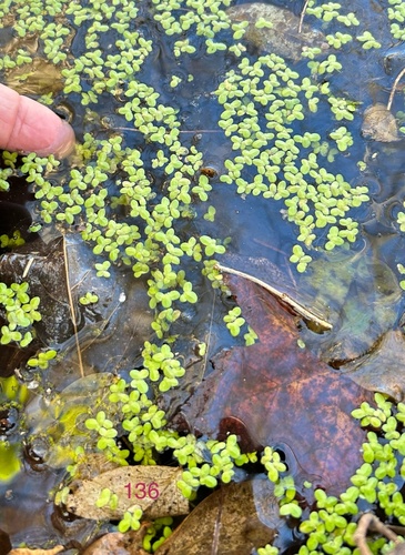 Lemna japonica iNat (2)