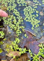 Lemna × japonica, photograph Kenneth Burdick, CC BY, iNaturalist via GBIF