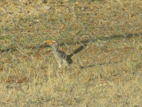 Southern Yellow-billed Hornbill