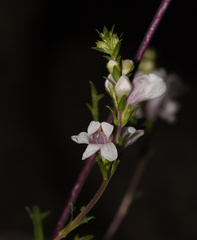 Euphrasia collina