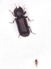 Apatides fortis