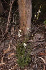 Euphrasia collina