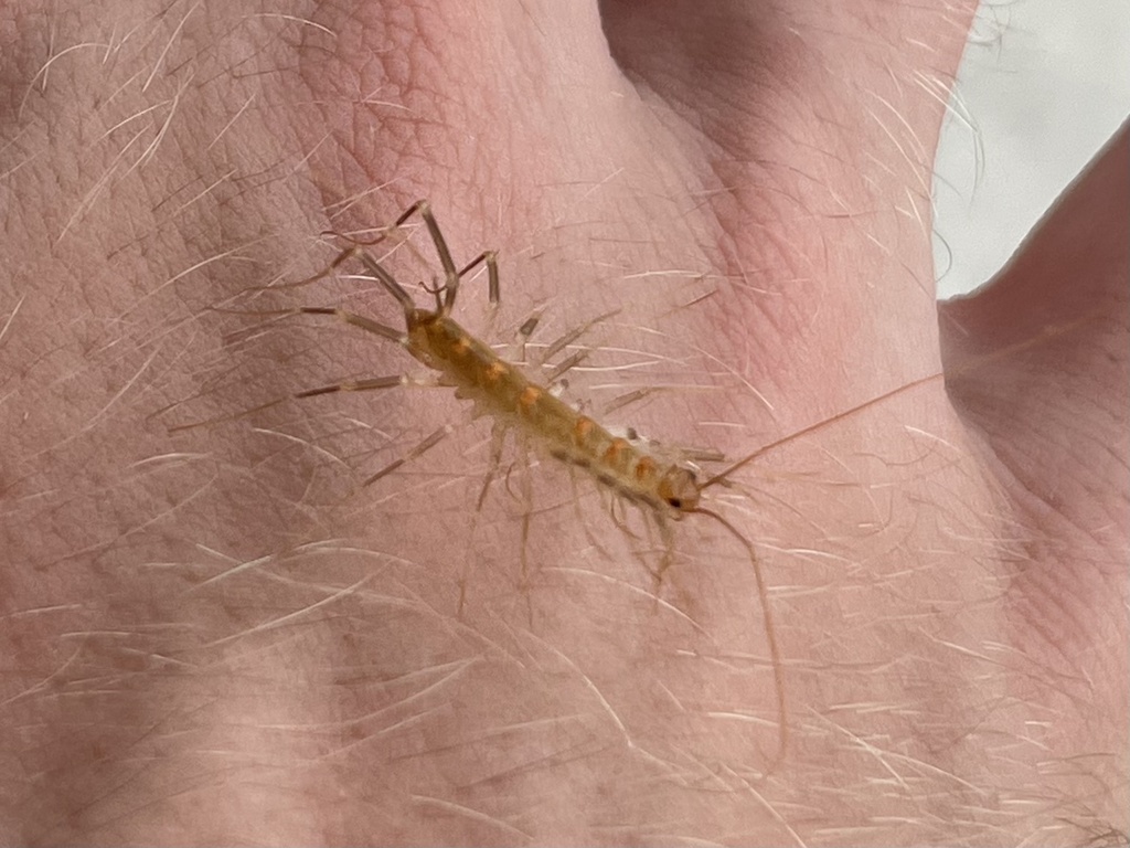 Arizona house centipede