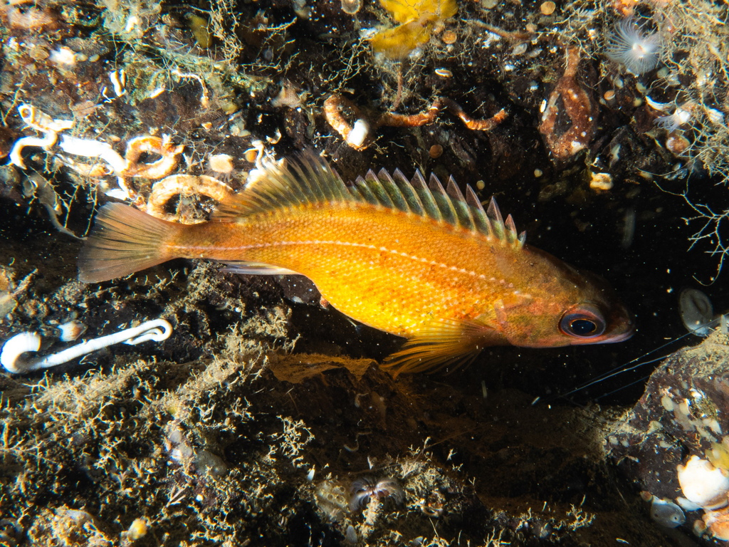 Puget Sound rockfish (Sebastes emphaeus) — Sebastidae