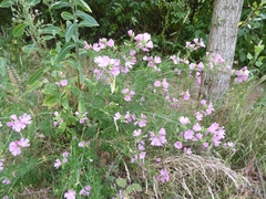 Malva moschata