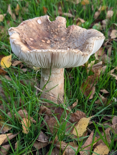 Amanita rubescens — no rights reserved