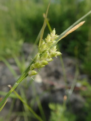 Carex conoidea