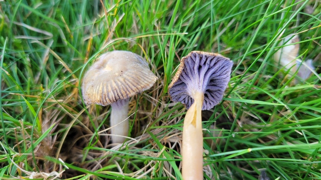 waxcap facepainter