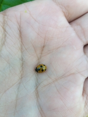 Coccinella magnifica