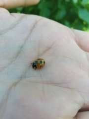 Coccinella magnifica
