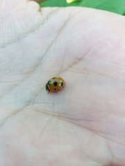 Coccinella magnifica