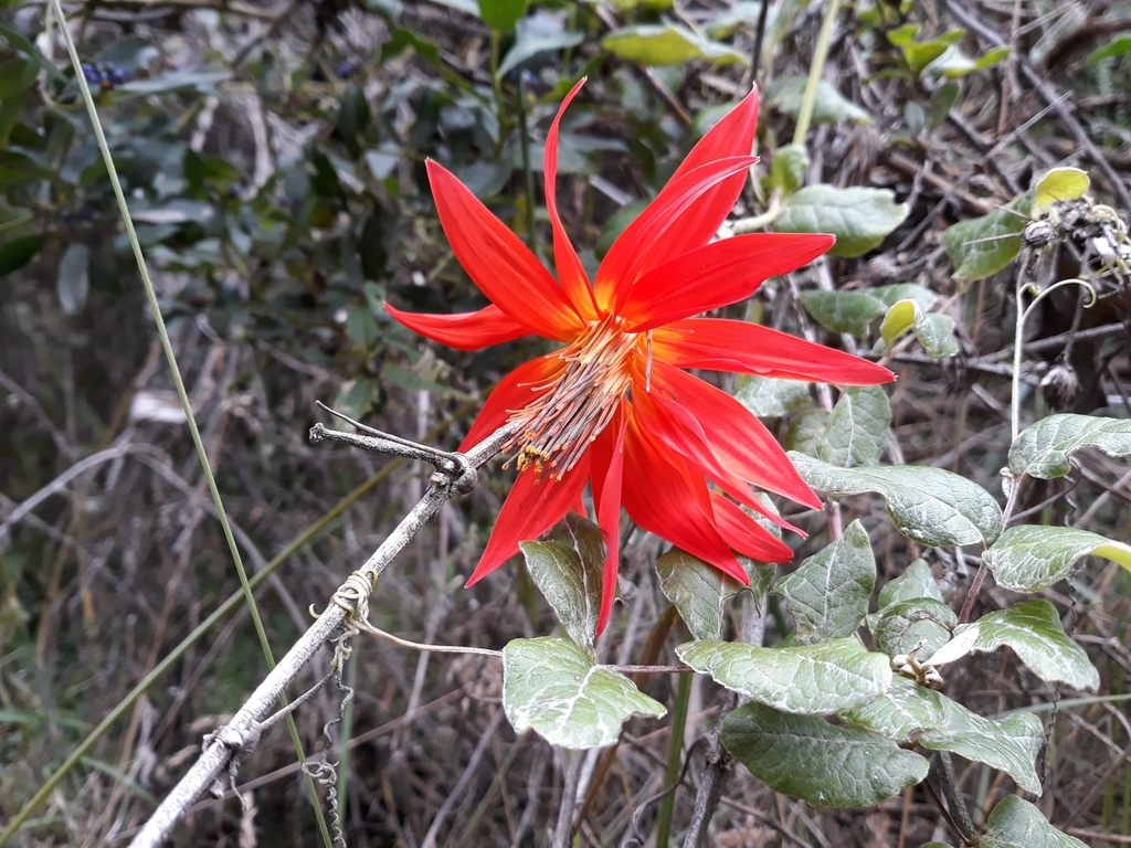Mutisia