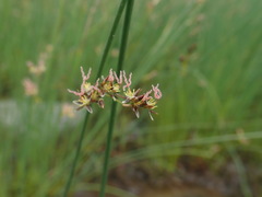 Juncus balticus littoralis
