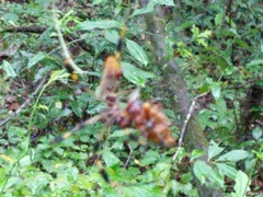 Trichonephila clavipes image