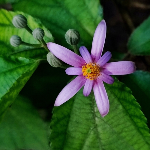 Grewia oppositifolia
