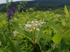Apocynum × floribundum