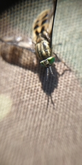 Chrysops relictus