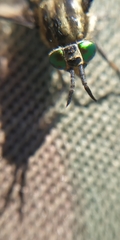 Chrysops relictus