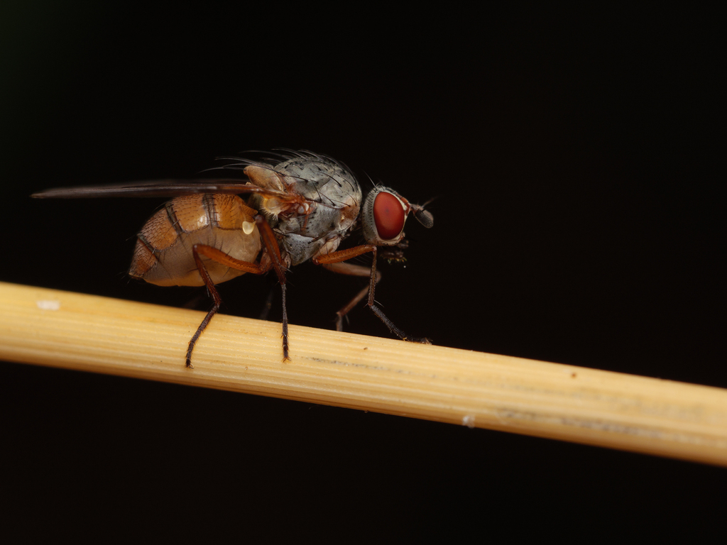 Mycophaga testacea
