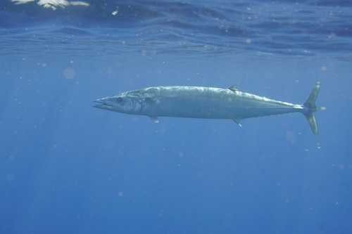Wahoo