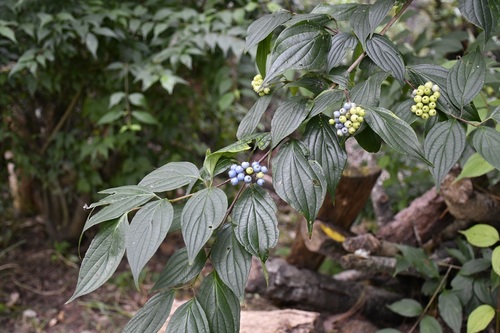 Cornus excelsa (Cornus excelsa)