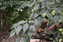 Showy Dogwood (Cornus excelsa)