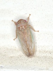 Polana quadrinotata