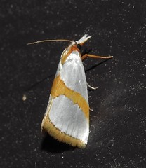 Vaxi auratellus