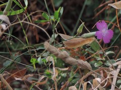 Dianthus longicaulis