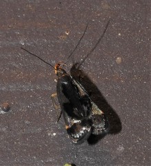 Dichomeris ochripalpella