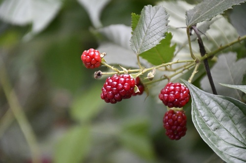 Rubus coriifolius, photograph 2
