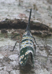 Pyrops spinolae