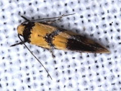 Psaroxantha basilica