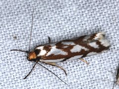 Myrascia bracteatella