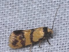 Psaroxantha basilica