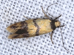 Psaroxantha basilica