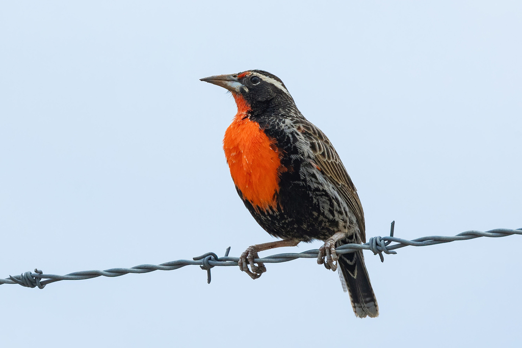 Peruvian Meadowlark
