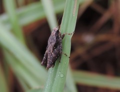 Tettigidea